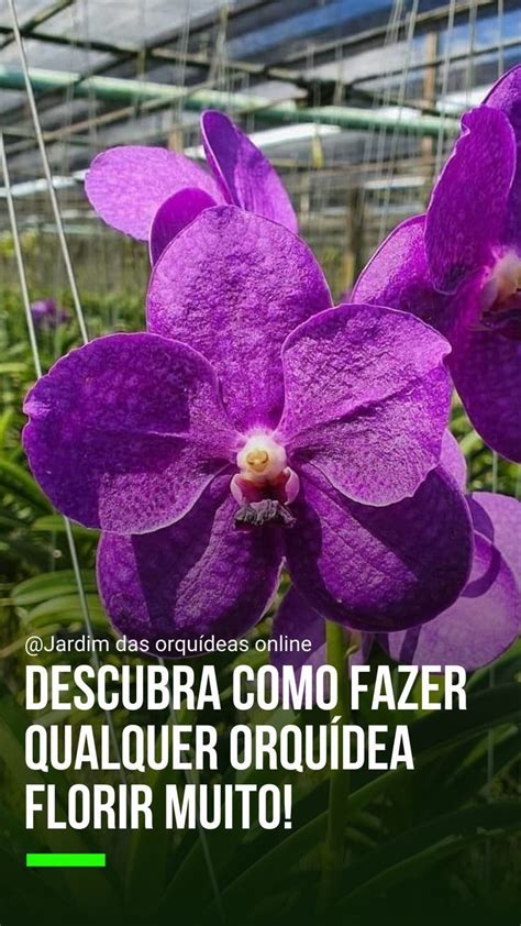 Deseja aprender a cultivar orquídeas Clique na imagem e confira