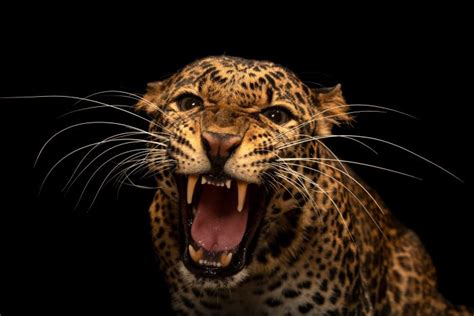 Javan Leopard Panthera Pardus Melas Joel Sartore