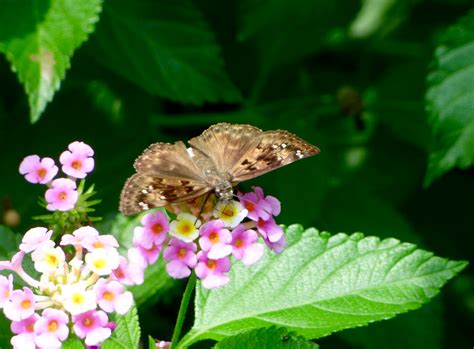 Skipper Horace S Duskywing Erynnis Horatius Female On Lant Flickr