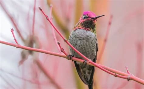 La migración de los colibríes emprende un viaje increíble