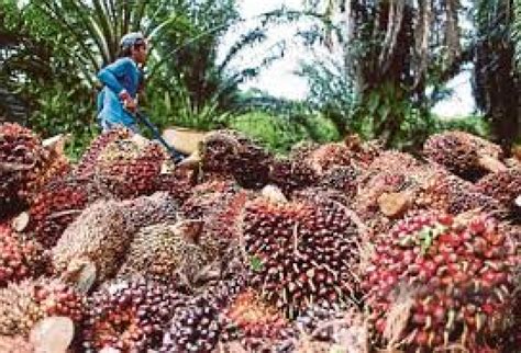 Harga TBS Kelapa Sawit Di Provinsi Jambi Naik Tembus Rp 2 413 KG