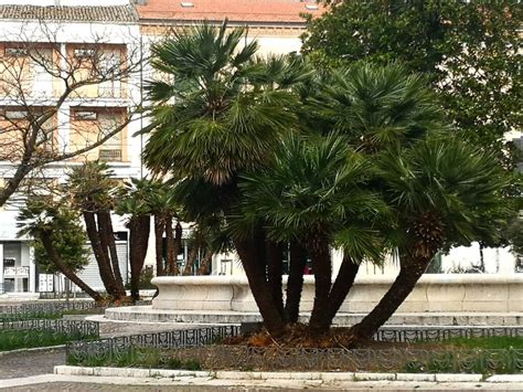 Campobasso Nuovo Look Per Il Palmeto Di Piazza Vittorio Emanuele II