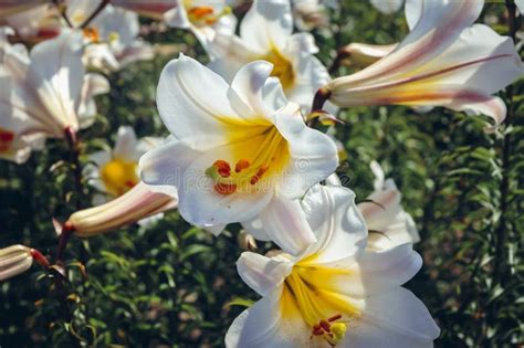 Regal Lilies In Garden Stock Image Image Of Liliers