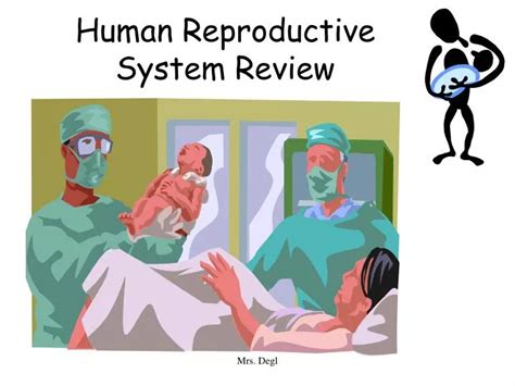 Ppt Human Reproductive System Review Powerpoint Presentation Free