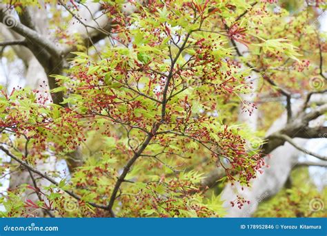 Japanese Maple Flowers Stock Photo Image Of Forest 178952846