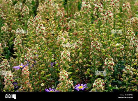 Reseda Odorata Immagini E Fotografie Stock Ad Alta Risoluzione Alamy