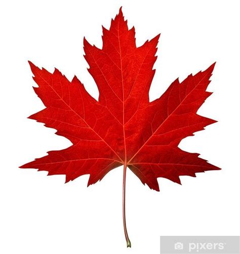 Sticker Feuille d érable rouge PIXERS FR Maple leaf drawing Autumn