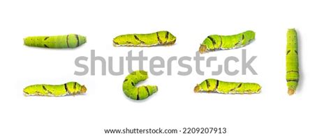 1,265 Lime Green Worm Images, Stock Photos, and Vectors | Shutterstock