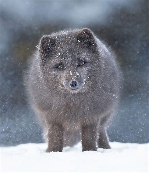 Arctic Foxes Iceland