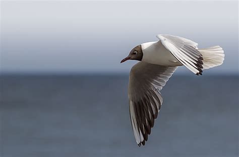 Images Gratuites Oiseau Aile Chapper Oiseau De Mer Faune