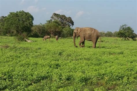 2024年 Yala Safari Adventure Jeep Tours Sri Lanka 出発前に知っておくべきことすべて