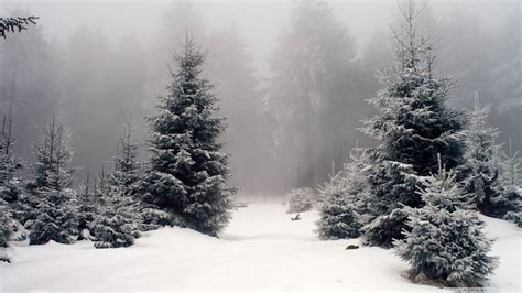 Snowy Conifer Forest at Noon : wallpapers