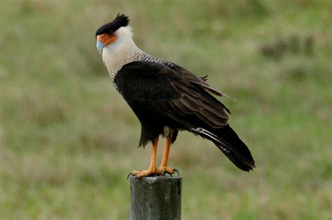 Crested Caracara (Caracara plancus) · iNaturalist