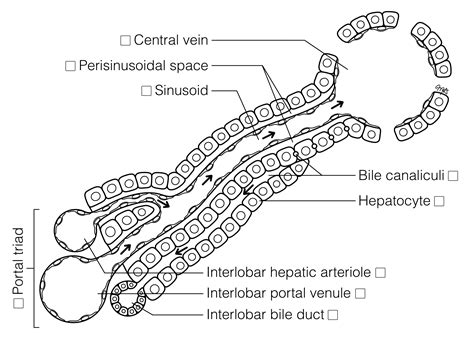 Schematic Sinusoids Bile Ducts Histology Coloring Book The Best Porn