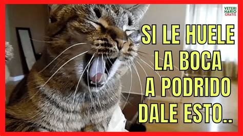 A MI GATO LE HUELE LA BOCA A PODRIDO REMEDIOS CASEROS PARA ELIMINAR EL