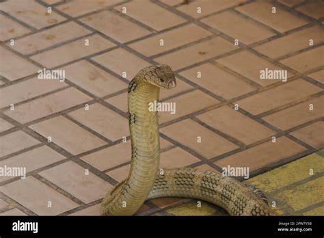 King Cobra Is Raising His Head King Cobra Is The Longest Venomous