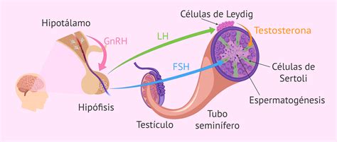 Espermatogenesis