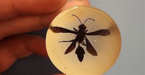 Spider Wasp Album On Imgur