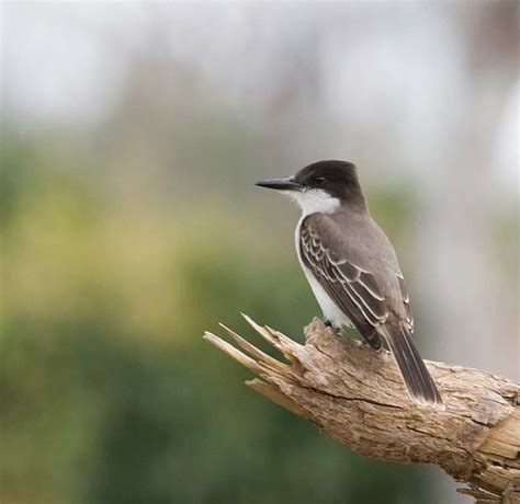 Loggerhead Kingbird - eBirdr