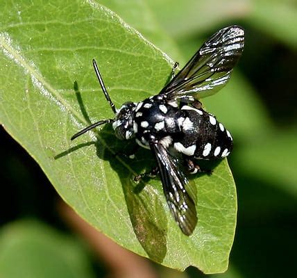 Black and White Bee: What Kind Is It and Does It Sting? - A-Z Animals