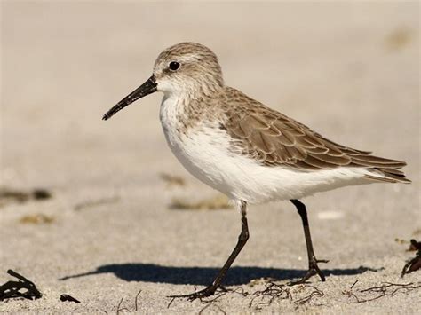 Semipalmated Sandpiper Identification All About Birds Cornell Lab Of Ornithology