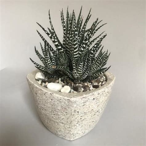 Хавортия полосатая в керамике, Live Plants Moscow, buy at a price of ...
