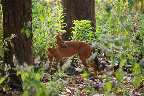Wildlife Dhole Indian Wild Dog Behance