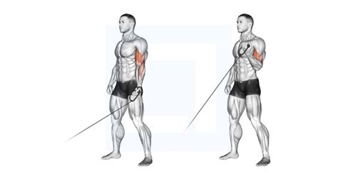 Dumbbell Seated Inner Biceps Curl Guide Benefits And Form