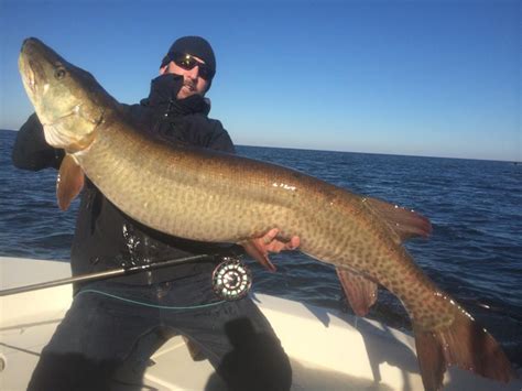 International Fishing News: US: caught a 50 lb muskie on fly rod