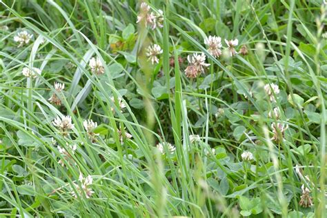 white clover from Brumov Bylnice Česko on July 2 2023 at 09 08 AM by