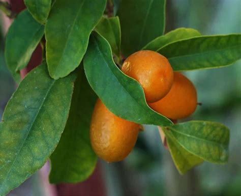 Kumquat Coltivazione Bio Del Mandarino Cinese