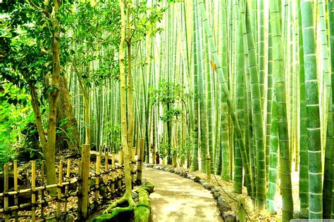 Bamboo Forest Japan Kamakura HD Wallpaper Pxfuel