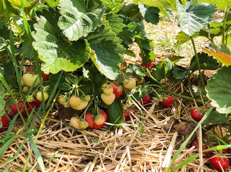 Erdbeeren pflücken in Stuttgart raus mit uns de