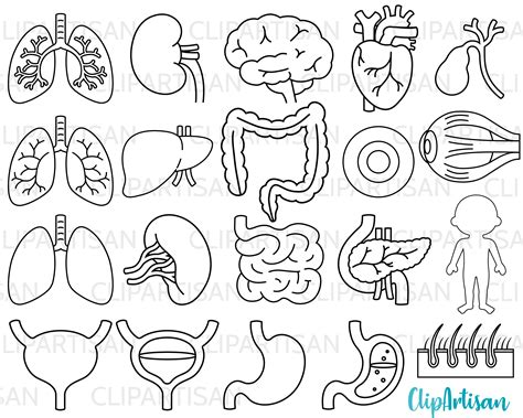 Human Body Organs Png | ubicaciondepersonas.cdmx.gob.mx