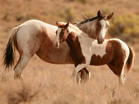 Les Fonds Décran Une Jument Mustang Et Son Poulain Jolis Chevaux