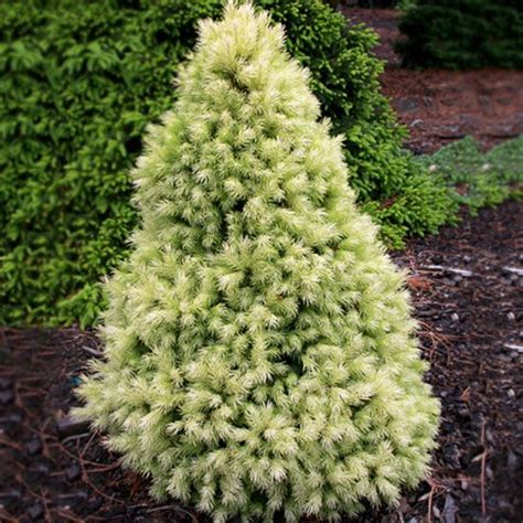 Dwarf Evergreen Trees Zone 7 Okejely Garden Plant