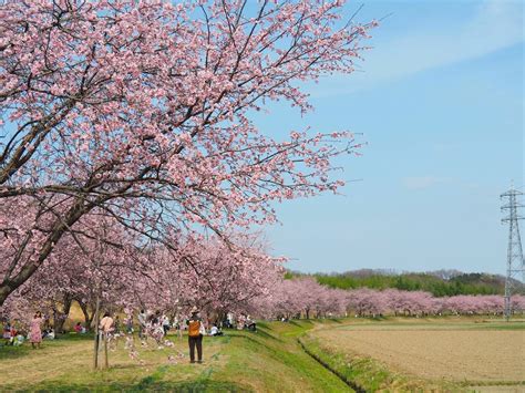 『鷲宮（青毛堀川）の河津桜と北浅羽桜堤公園の安行寒桜』日高・鶴ヶ島・坂戸埼玉県の旅行記・ブログ By ゆーたろうさん【フォートラベル】