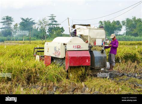 Automatic rice harvester machine is being used to harvest the fields and it is ripe and yellow ...