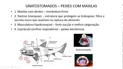 Aula B E A Vertebrados Gnathostomata E Origem Das Maxilas E