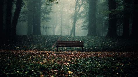 Fondos De Pantalla Luz De Sol Árboles Bosque Hojas Naturaleza Mañana Niebla Banco