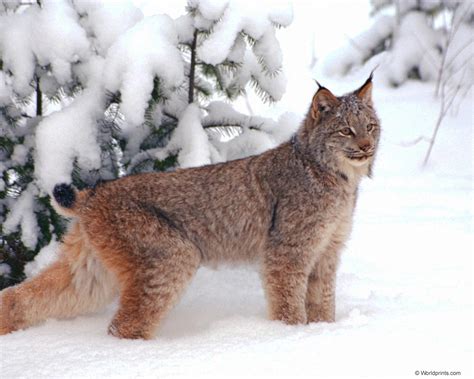 Lynx - Lynx cat Photo (27763249) - Fanpop