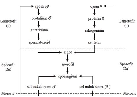 Skema Metagenesis Tumbuhan Paku Berkas Belajar