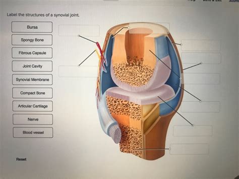 Solved Submi Label The Structures Of A Synovial Joint Bursa Chegg