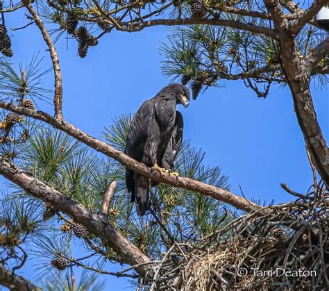 Berry College Bald Eagle Photograph by Tani Deaton - Pixels