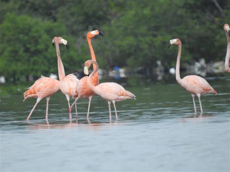 Visitantes de la Ciénaga de la Virgen la visten de rosa Visor Caribe