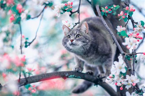 Котики весной картинки на рабочий стол