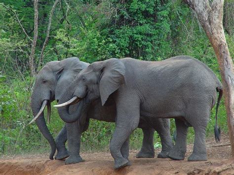 Bamingui-Bangoran National Park - National Parks in Africa