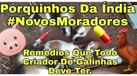 Remédios das Galinhas Porquinhos Da India Tratando Das Galinhas YouTube