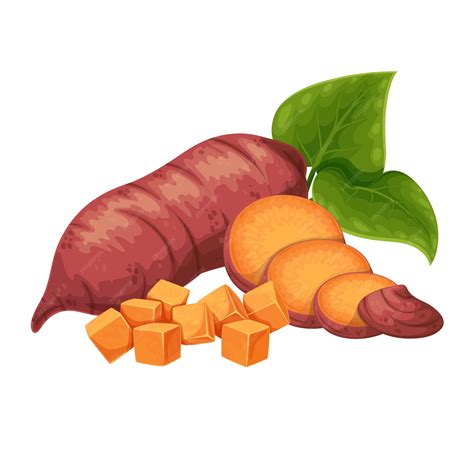 Premium Vector Sweet Potato