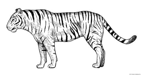 Tiger drawing – Line art illustrations